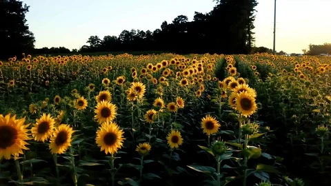 Sunflowers at sunsent Stock Footage 92480102