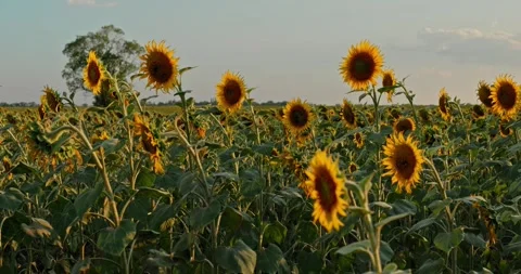 Sunflowers at Sunset 1 Stock Footage 314450120