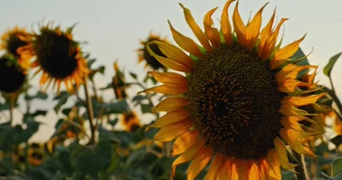 Sunflowers at Sunset 10 Stock Footage 314450802