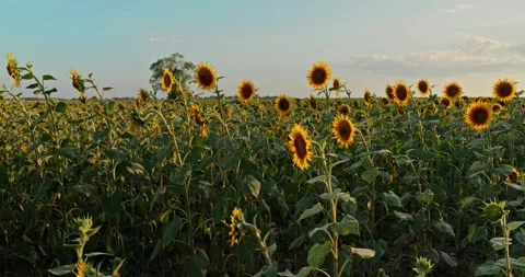 Sunflowers at Sunset 2 Stock Footage 314450140