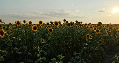 Sunflowers at Sunset 3 Stock Footage 314450207
