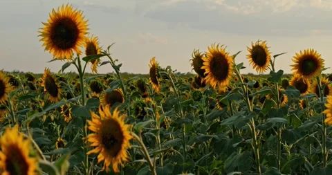 Sunflowers at Sunset 5 Video stock 314450329