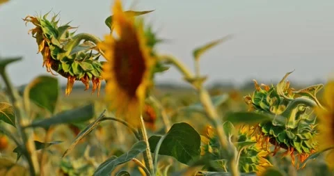 Sunflowers at Sunset 6 Stock Footage 314450348