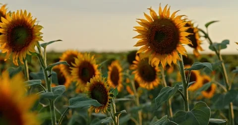 Sunflowers at Sunset 7 Stock Footage 314450474
