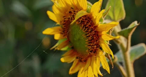 Sunflowers at Sunset 8 Stock Footage 314450596