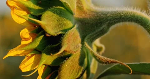 Sunflowers at Sunset 9 Stock Footage 314450626