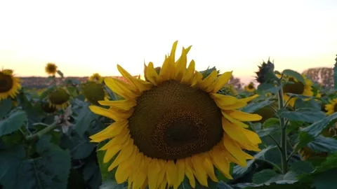 Sunflowers at sunset in autumn Stock Footage 138892398