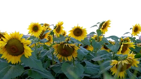 Sunflowers at sunset in autumn Stock Footage 138892403