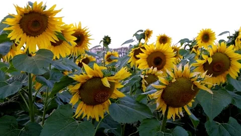 Sunflowers at sunset in autumn Stock Footage 138892404