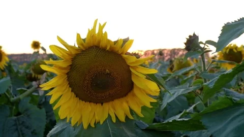 Sunflowers at sunset in autumn Stock Footage 138892405