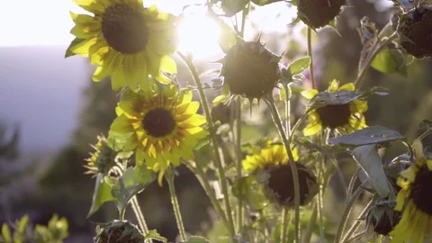 Sunflowers With Sunset in the Background Stock Footage 104633879