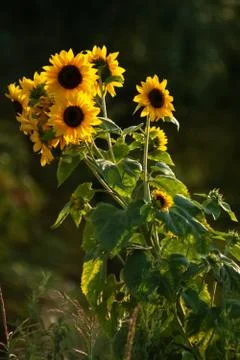 Sunflowers in sunset backlight Stock Photos