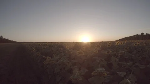 Sunflowers sunset. Beautiful fields with sunflowers in the summer 4k Stock Footage 109611663