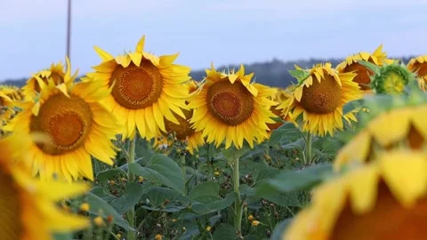 Sunflowers at sunset in the field against the sky in the clouds Stock Footage 168986149