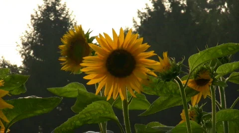 Sunflowers at sunset Stock Footage 97780