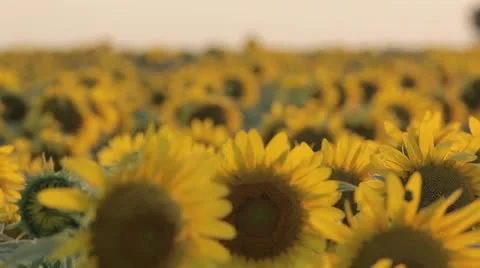 Sunflowers at sunset Stock Footage 24812213