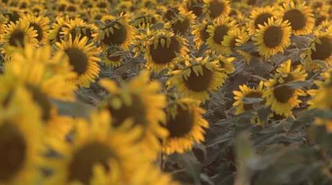 Sunflowers at sunset Stock Footage 24812479