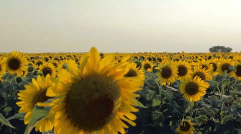 Sunflowers at sunset Stock Footage 24812631