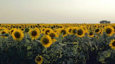 Sunflowers at sunset Stock Footage 24812675