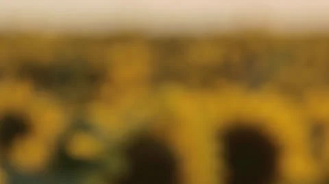 Sunflowers at sunset Stock Footage 24812694