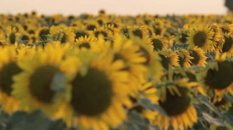 Sunflowers at sunset Stock Footage 24812746