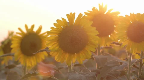Sunflowers at sunset Stock Footage 24812759