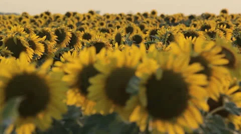 Sunflowers at sunset Stock Footage 24812847
