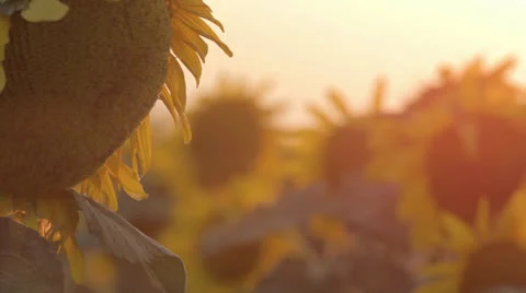 Sunflowers at sunset Stock Footage 24812915