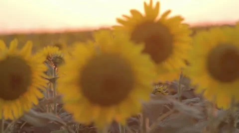 Sunflowers at sunset Stock Footage 24813041