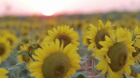Sunflowers at sunset Stock Footage 24813201