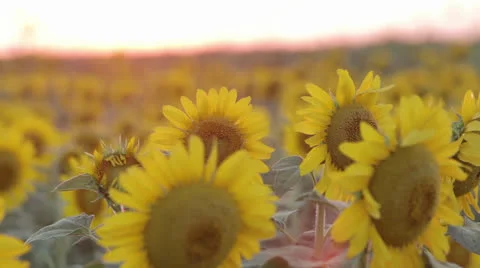 Sunflowers at sunset Stock Footage 24813209