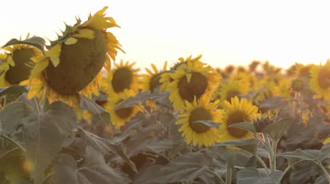 Sunflowers at sunset Stock Footage 24813215