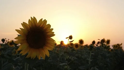 Sunflowers at sunset Stock-Footage 77827404