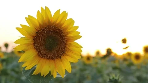 Sunflowers at sunset Stock-Footage 77827882