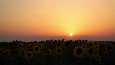 Sunflowers at sunset Stock-Footage 77827966