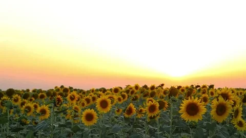 Sunflowers at sunset Stock-Footage 77828187
