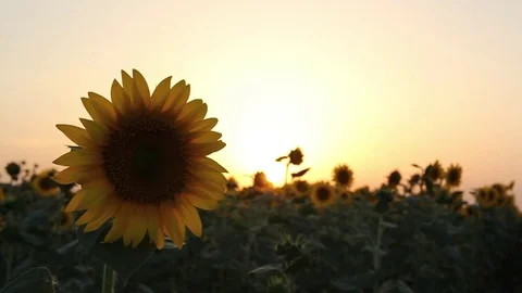Sunflowers at sunset Stock-Footage 77828275