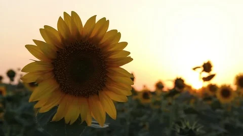 Sunflowers at sunset Video stock 77828529