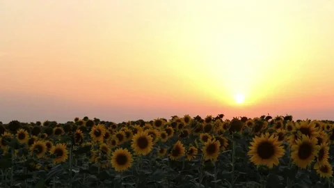 Sunflowers at sunset Stock Footage