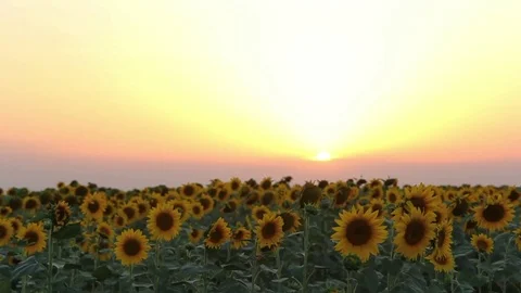 Sunflowers at sunset Stock-Footage 77828861