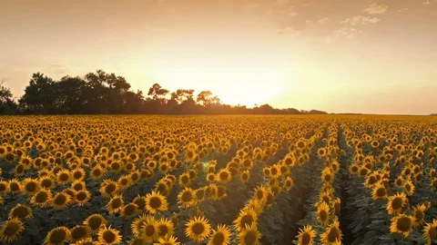 Sunflowers on sunset Stock Footage 93045609