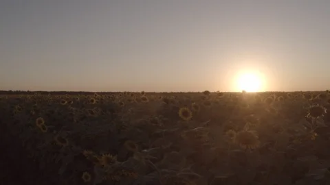 Sunflowers sunset Stock Footage 100363408
