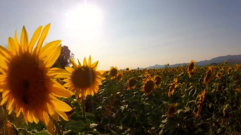 Sunflowers at sunset 動画素材 130597629