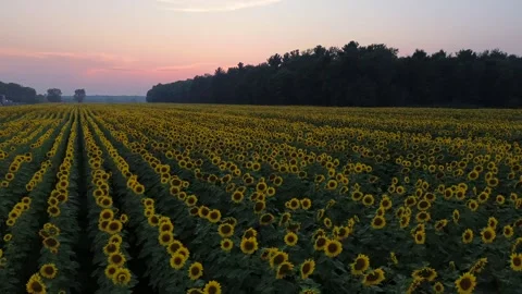 Sunflowers-sunset Stock Footage 302289347