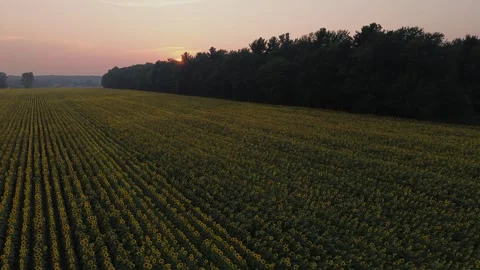 Sunflowers-sunset Stock Footage 302290342