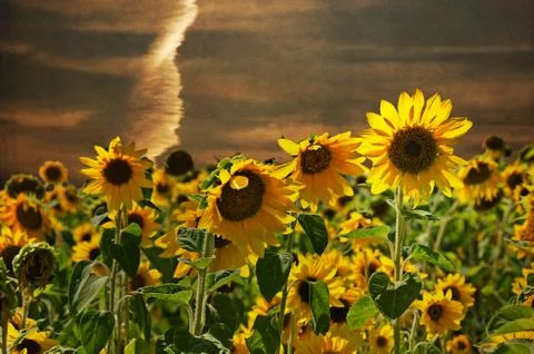 Sunflowers at sunset Illustrazione stock