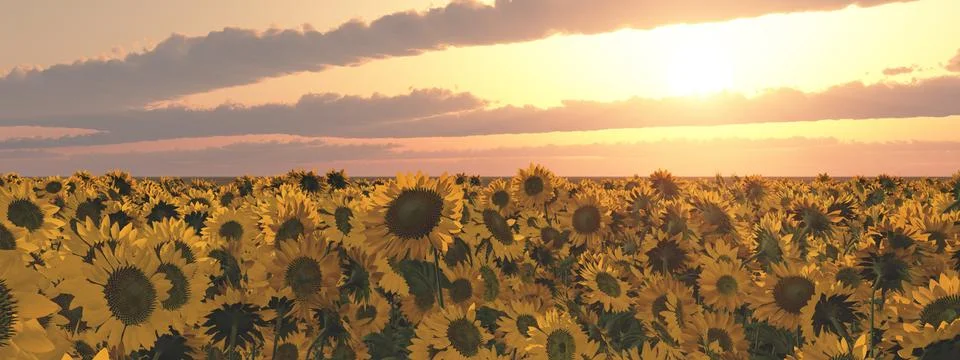 Sunflowers at sunset Stock Illustration