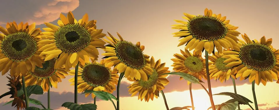 Sunflowers at sunset Stock Illustration