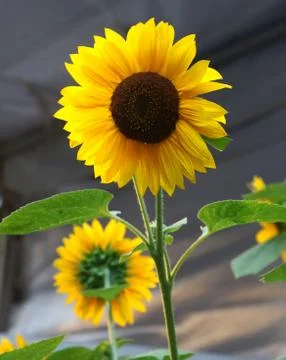 Sunflowers at sunset Stock Photos