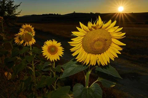 Sunflowers at sunset Stock Photos
